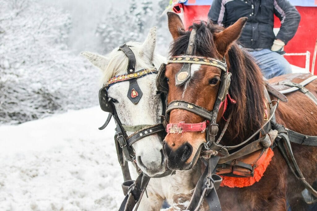 winter pferdeschlitten